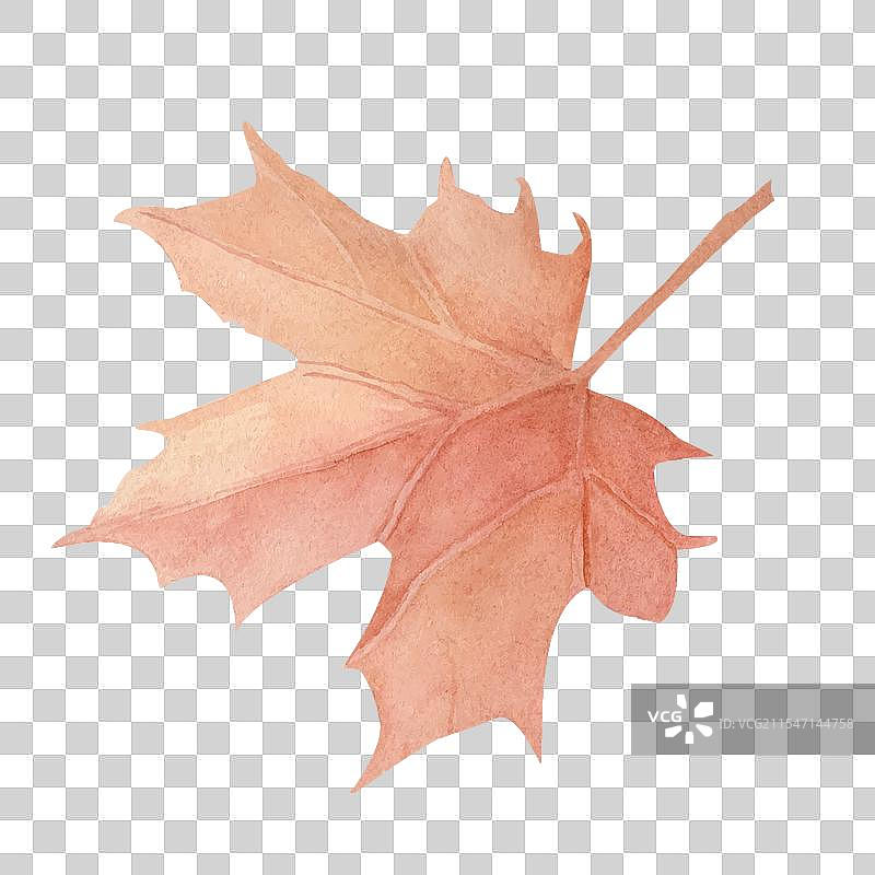 秋天的红枫叶落下，边缘呈红色的植物图片素材