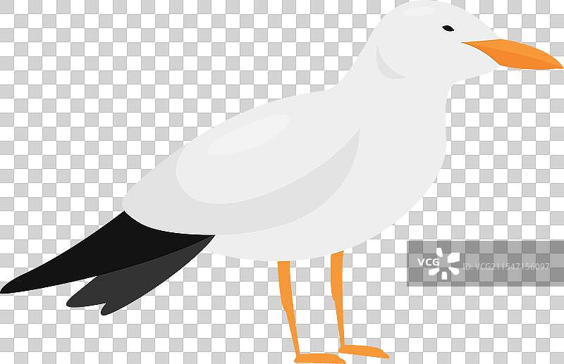 北极燕鸥图片素材