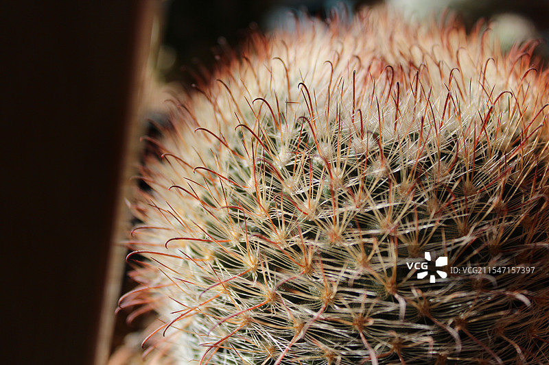 绯秀玉仙人球图片素材