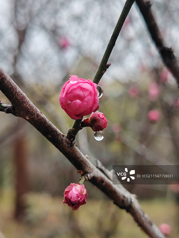 红色的梅花粘着雨水的特写镜头图片素材