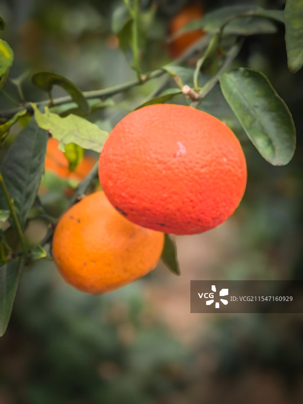 树上沃柑特写图片素材