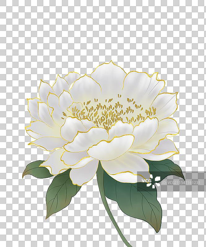 白色牡丹花元素图片素材