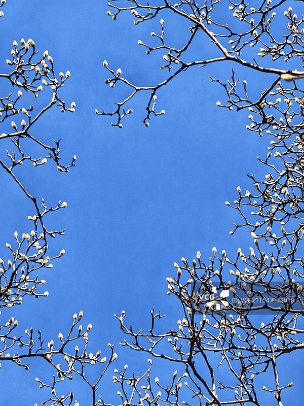 济南百花公园初春的玉兰花图片素材