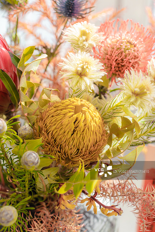 非洲花卉图片素材