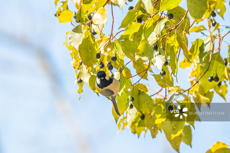 大山雀鸟图片素材