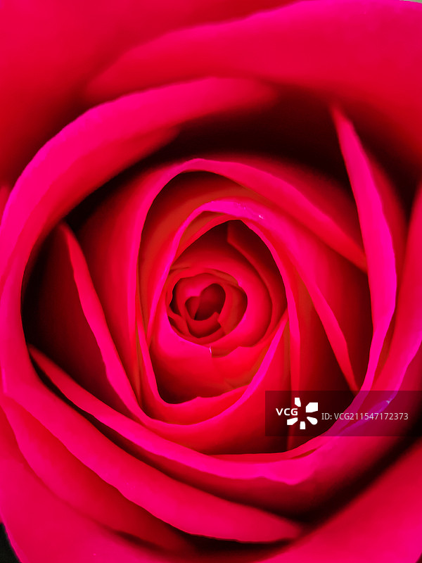 玫瑰花花头特写图片素材