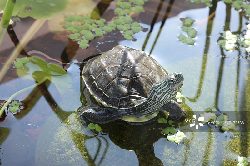 池塘里的乌龟趴在石头上抬头图片素材