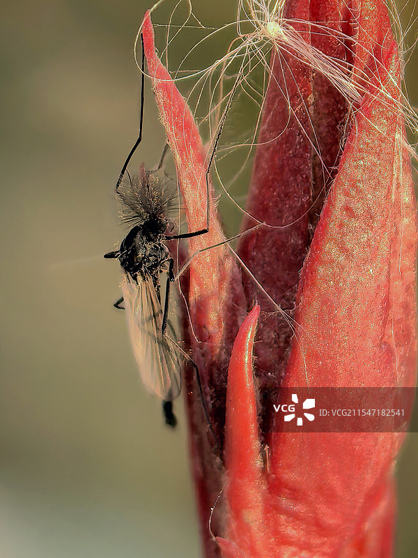 立春后红叶上的小摇蚊图片素材