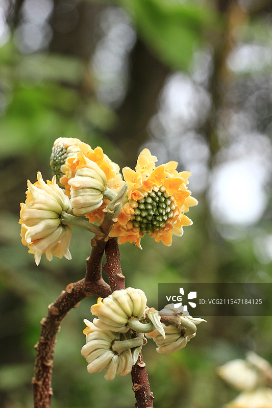 金黄色的结香花盛开图片素材