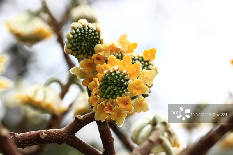 金黄色的结香花盛开图片素材