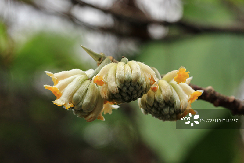 金黄色的结香花盛开图片素材