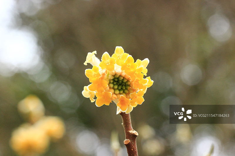 金黄色的结香花盛开图片素材