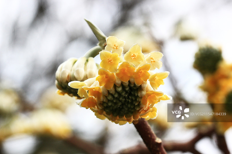 金黄色的结香花盛开图片素材