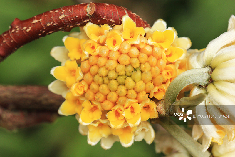 金黄色的结香花盛开图片素材
