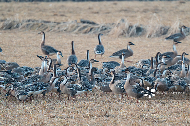 鸿雁 觅食 特写 大雁 黑嘴雁 冬候鸟 生景照 国家二级保护野生动物 江西省 余干县 白鹤洲图片素材