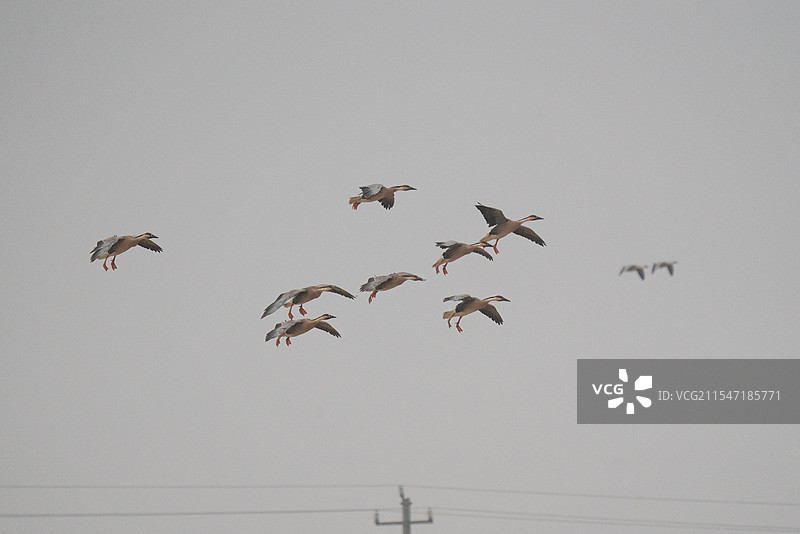 鸿雁 飞翔 特写 大雁 黑嘴雁 冬候鸟 生景照 国家二级保护野生动物 江西省 余干县 白鹤洲图片素材