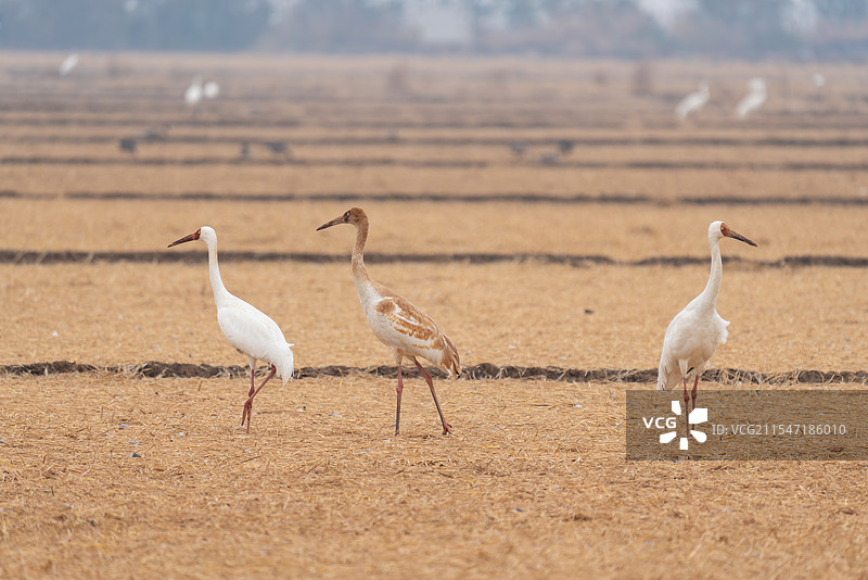 白鹤 西伯利亚鹤 修女鹤 雪鹤 觅食 特写 国家一级保护野生动物 江西省 余干县 白鹤洲图片素材
