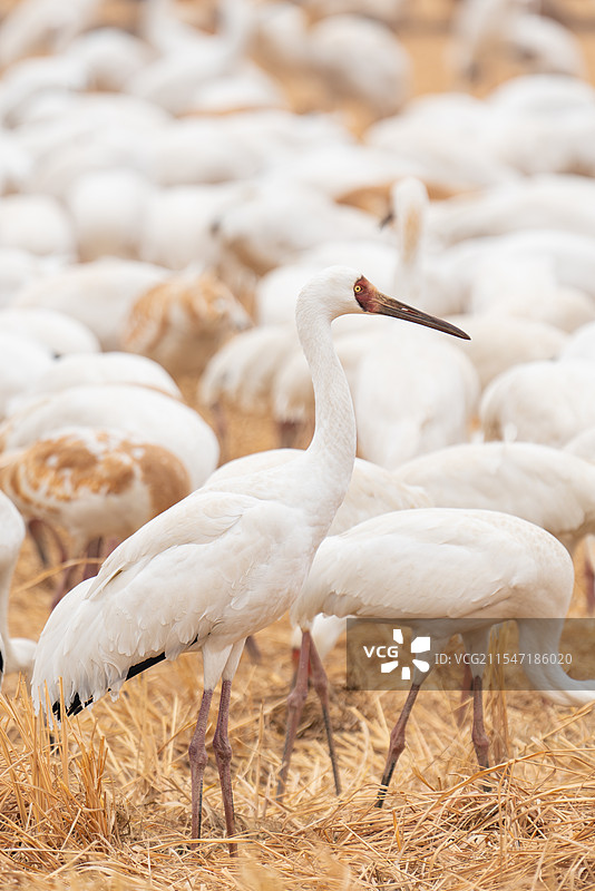 白鹤 西伯利亚鹤 修女鹤 雪鹤 觅食 特写 国家一级保护野生动物 江西省 余干县 白鹤洲图片素材
