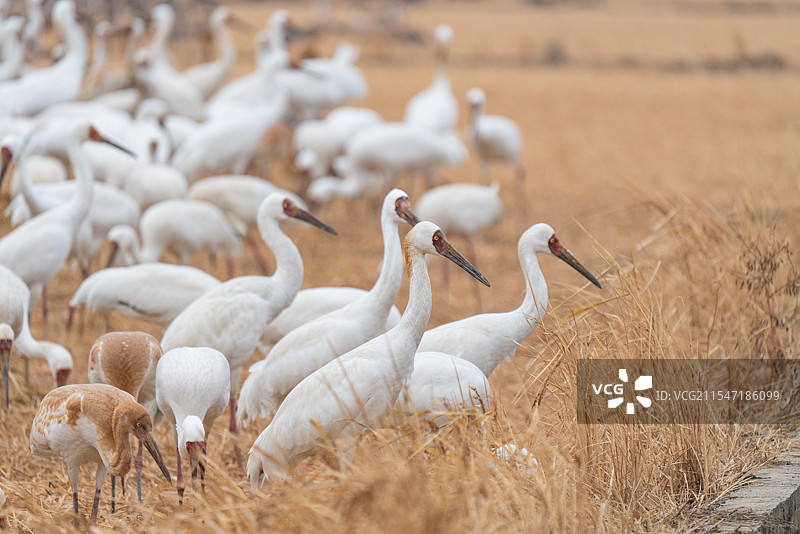 白鹤 西伯利亚鹤 修女鹤 雪鹤 觅食 特写 国家一级保护野生动物 江西省 余干县 白鹤洲图片素材