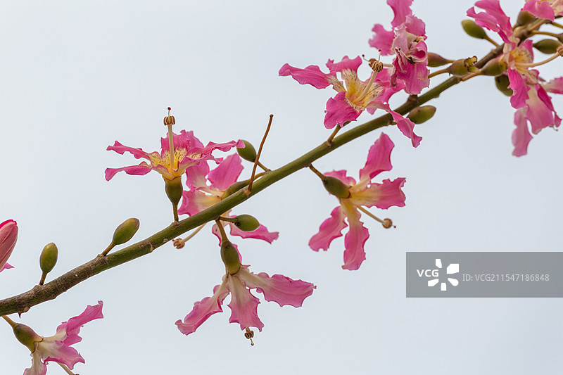 美丽异木棉花朵特写图片素材