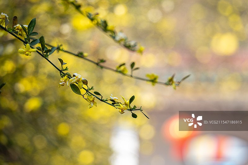 迎春花图片素材