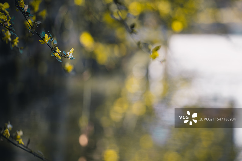 迎春花图片素材