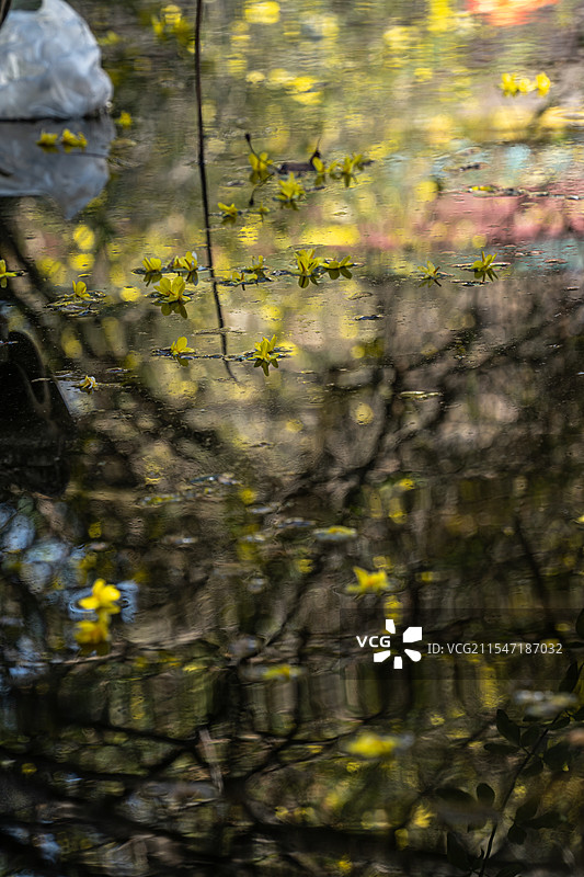 迎春花倒影图片素材