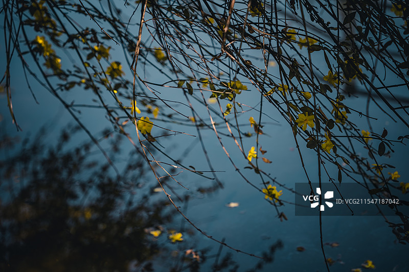 迎春花图片素材