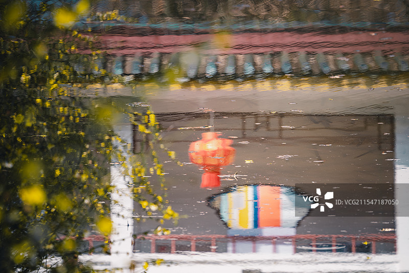 迎春花倒影图片素材