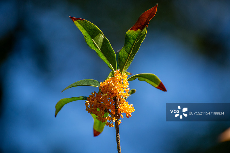 冬季金桂花开图片素材