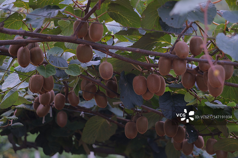 生长在树上的猕猴桃图片素材
