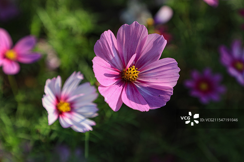 格桑花图片素材