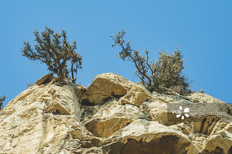 中国山东济南泰安泰山旅游著名景点大灵岩寺，悬崖上的柏树松树植物，户外白昼无人图像摄影图片素材