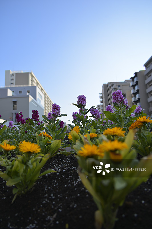 大横川水上公园图片素材