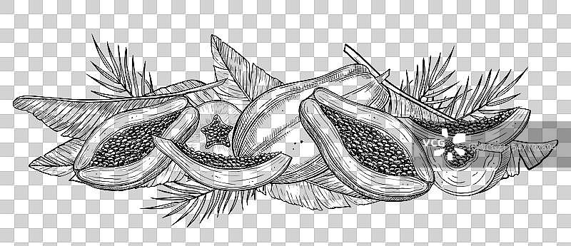 木瓜水果和棕榈叶图片素材