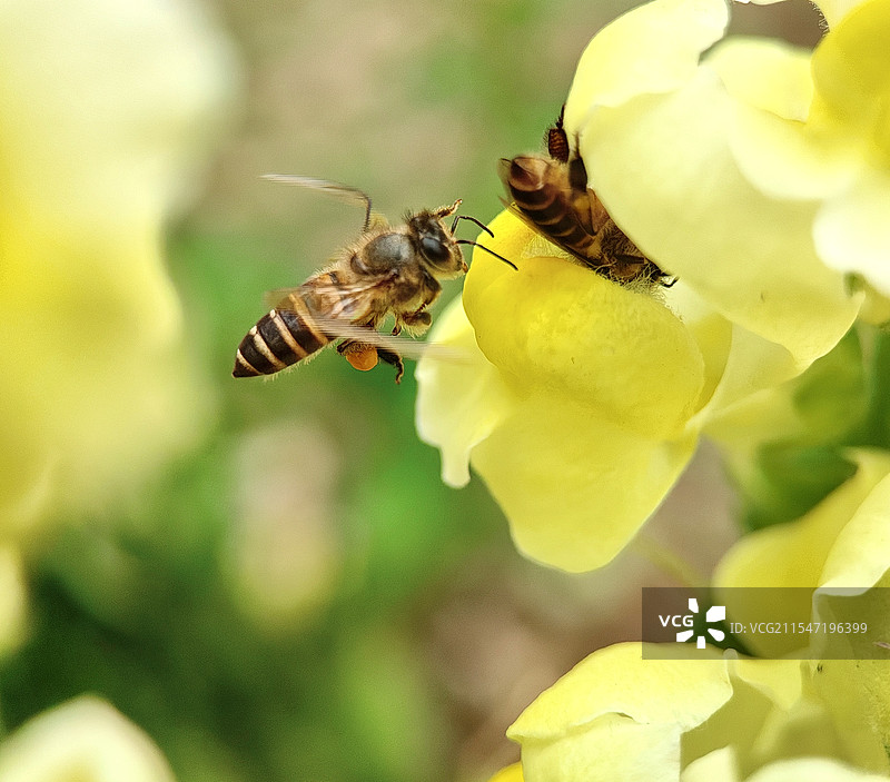 小蜜蜂采蜜图片素材
