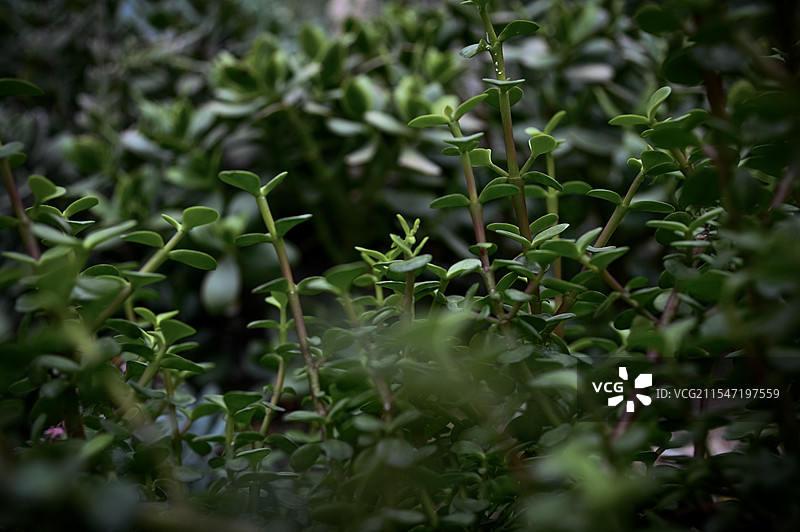 厦门植物园图片素材