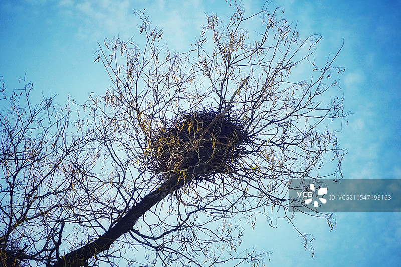 大鸟窝图片素材