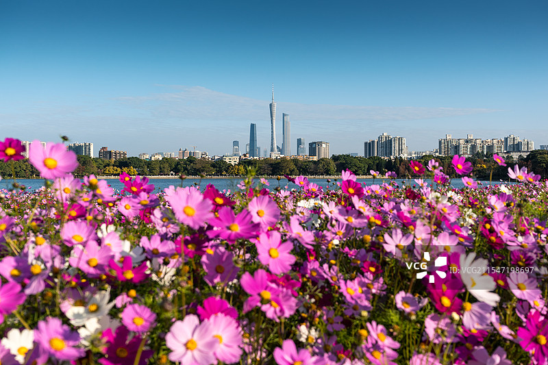 广州地标建筑和海珠湖公园的花海图片素材