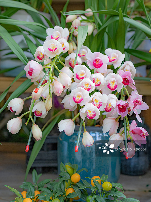 深圳|荷兰花卉小镇|花市|年花图片素材