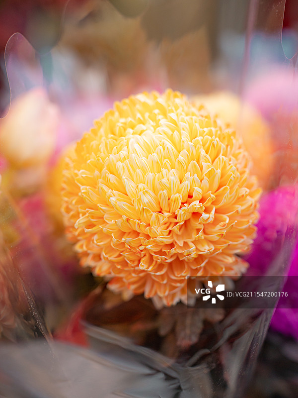 深圳|荷兰花卉小镇|花市|年花图片素材