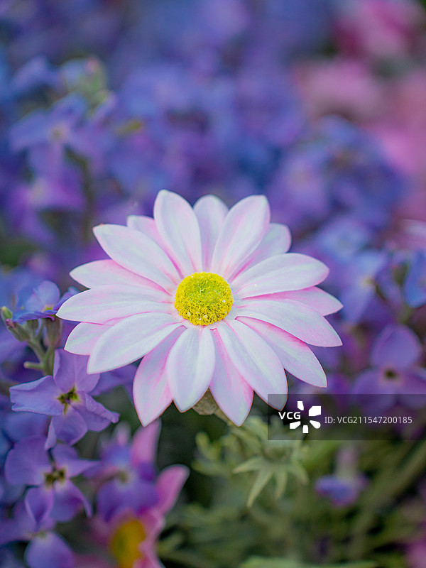 深圳|荷兰花卉小镇|花市|年花图片素材