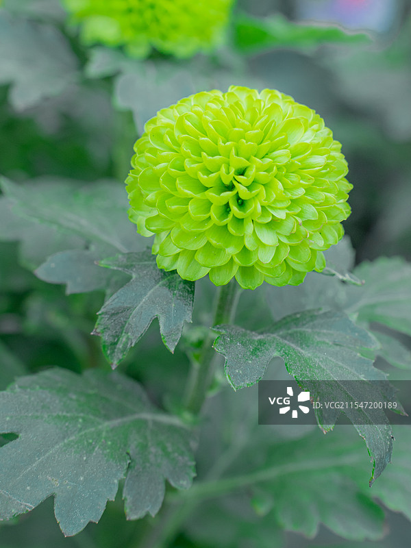 深圳|荷兰花卉小镇|花市|年花图片素材