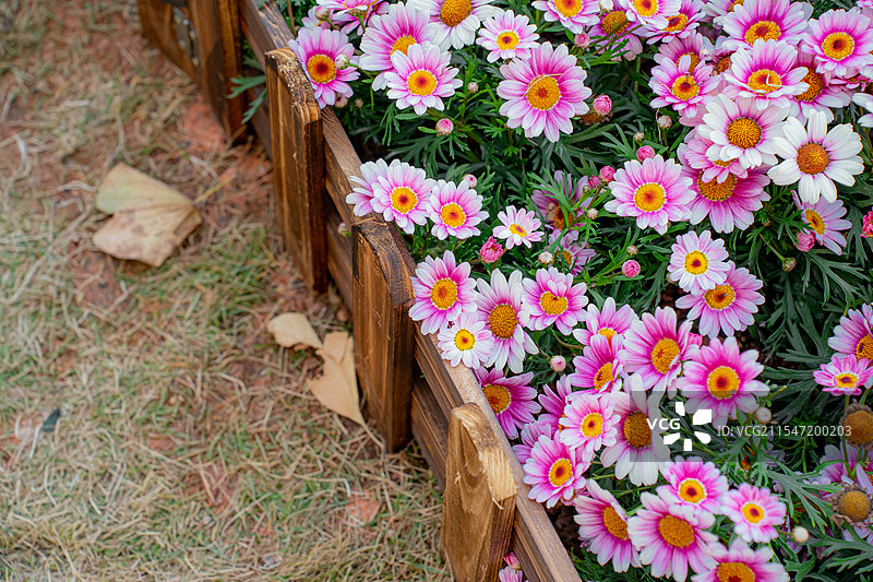 深圳|荷兰花卉小镇|花市|年花图片素材