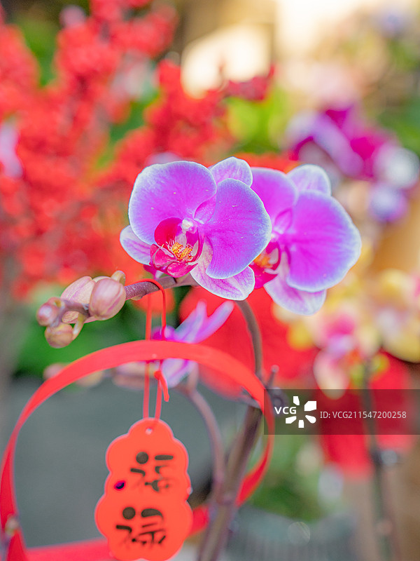 深圳|荷兰花卉小镇|花市|年花图片素材