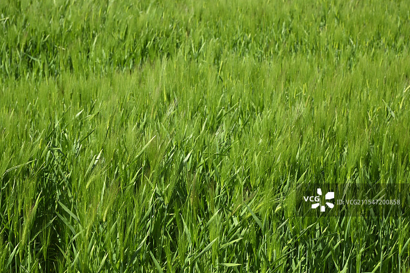 绿色麦田 小麦图片素材