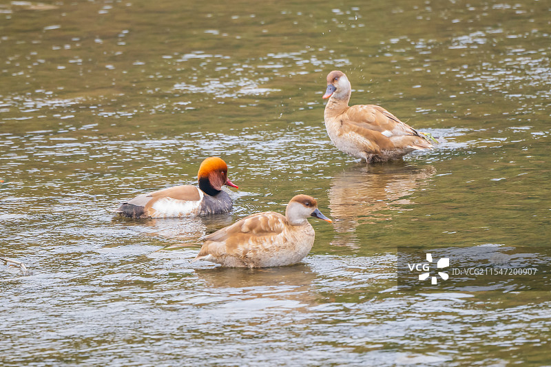赤嘴潜鸭图片素材