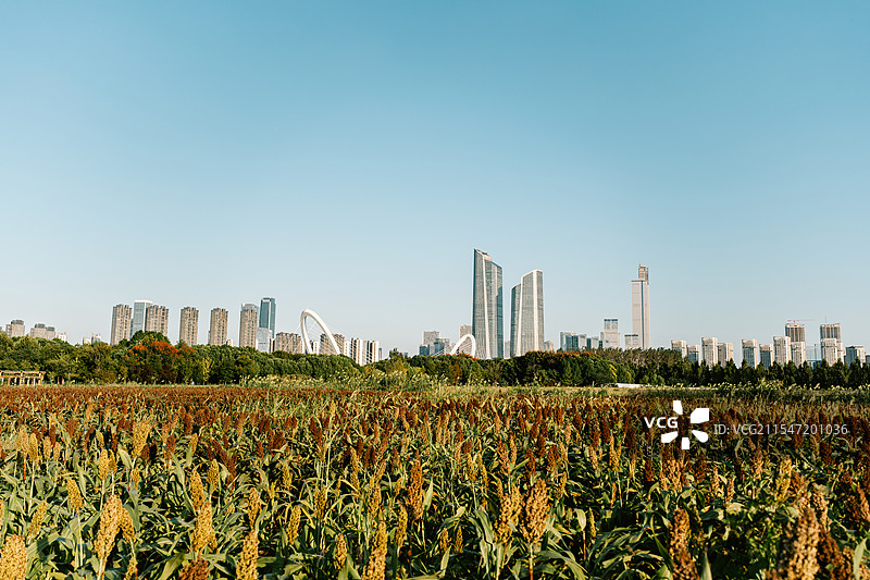城市天际线和高粱田图片素材