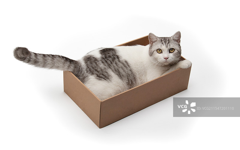 一只猫躺在纸盒子里图片素材