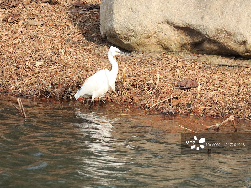 水中站立的白鹭图片素材